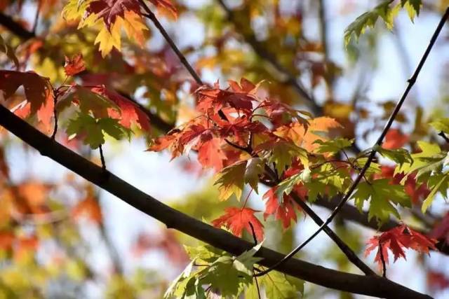 秋天,是什么颜色?