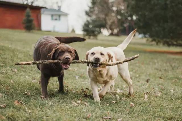 关于幸福狗生,就来让拉布拉多向你诠释吧!
