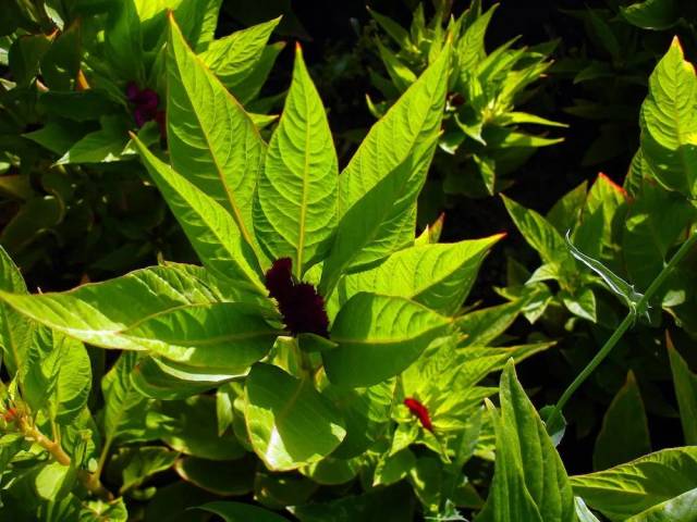 为您总结最全冬菜服务手册!快来瞅瞅