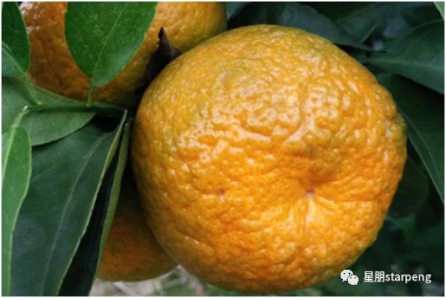 柑橘品质与营养元素