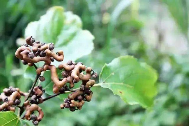 巴中农村常见的这种野果,以前10元一堆,现在竟卖上万元!