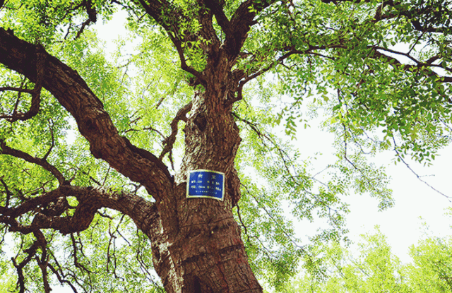 640_415gif 动态图 动图