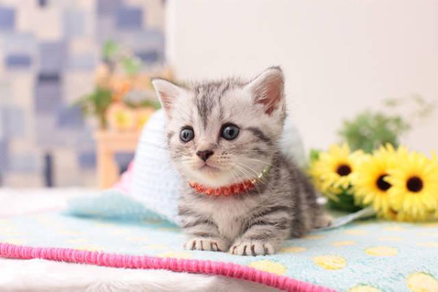 猫咪猫藓怎么治?猫藓用洁尔阴有用吗?