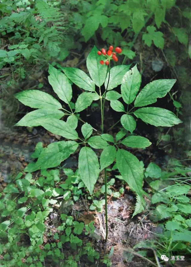 园参林下参野山参各种人参你会认吗野山参真能起死回生吗