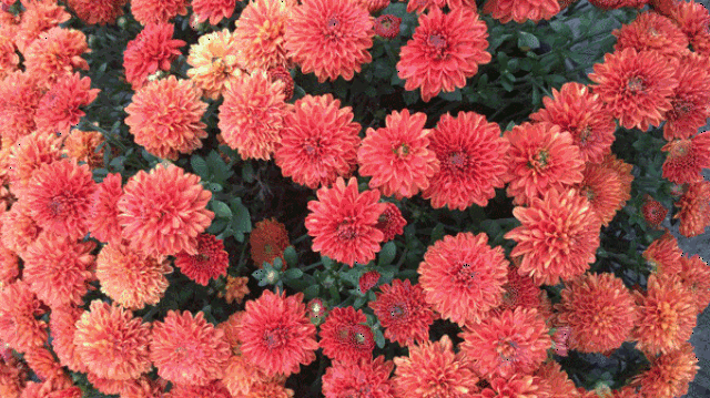 水边就带大家一起来欣赏咱们家门口的菊花圣地由浙江省花卉协会主办