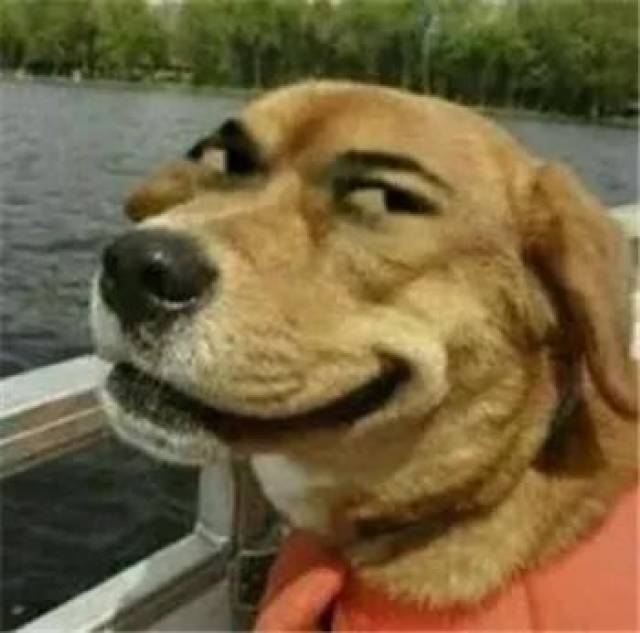 年度最傻狗子都在这儿了!