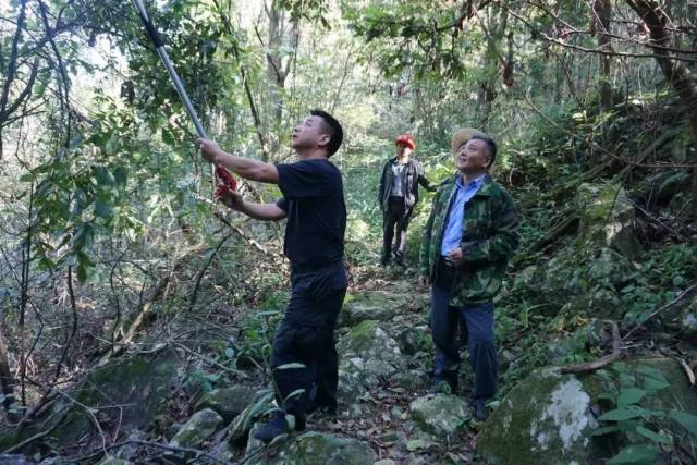 调查人员认真观察,现场采集植物标本