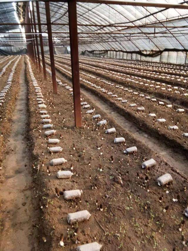 羊肚菌人工栽培技术