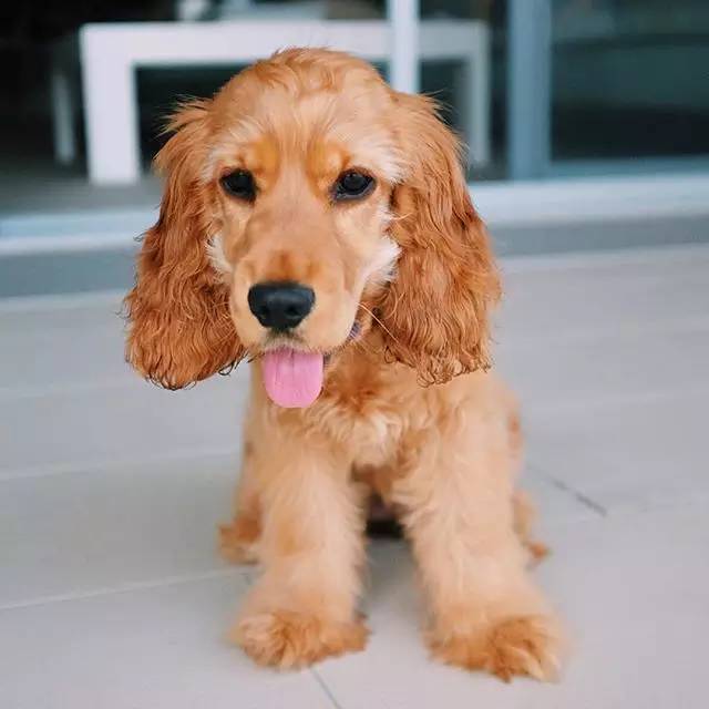 2018快过完了,给你家狗狗也烫个今年最流行的大波浪