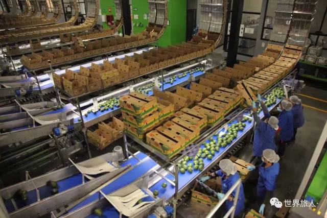 牛油果竟然还能做菜?去原产地墨西哥来个美味