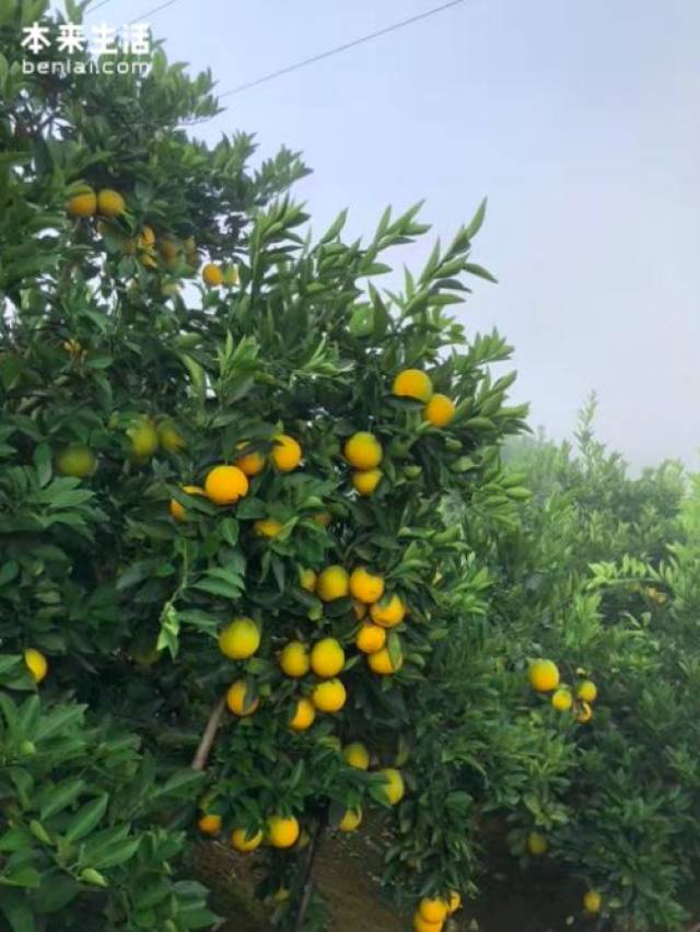 褚老发话:6号采果,首批预定用户10号左右吃到新鲜褚橙!