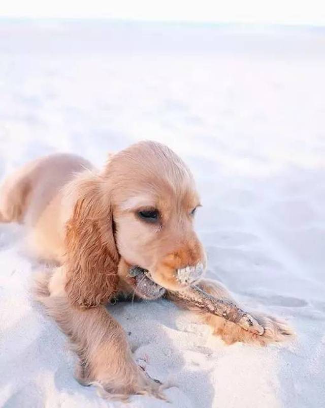 2018快过完了,给你家狗狗也烫个今年最流行的大波浪