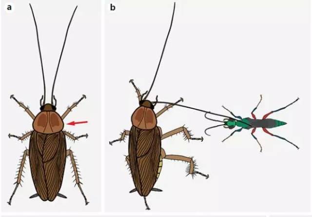 (寄生蜂的目标攻击位置,以及蟑螂倾斜的防御姿势.示意图来自原论文)