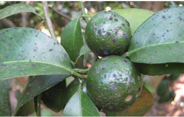 奥丰靓果安有机农药防治果树煤烟病立竿见影