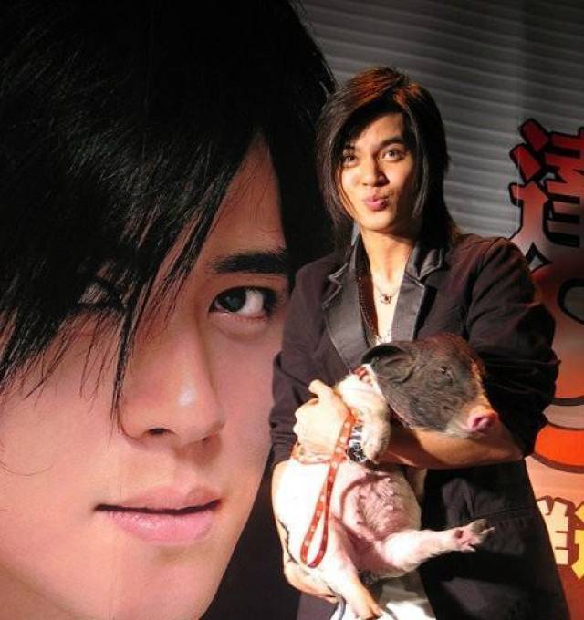 angelababy的猫咪,罗志祥的宠物猪,到底什么宠