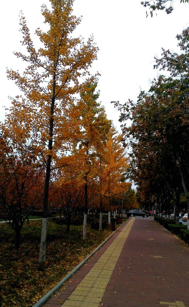 秋染鹤壁樱花大道