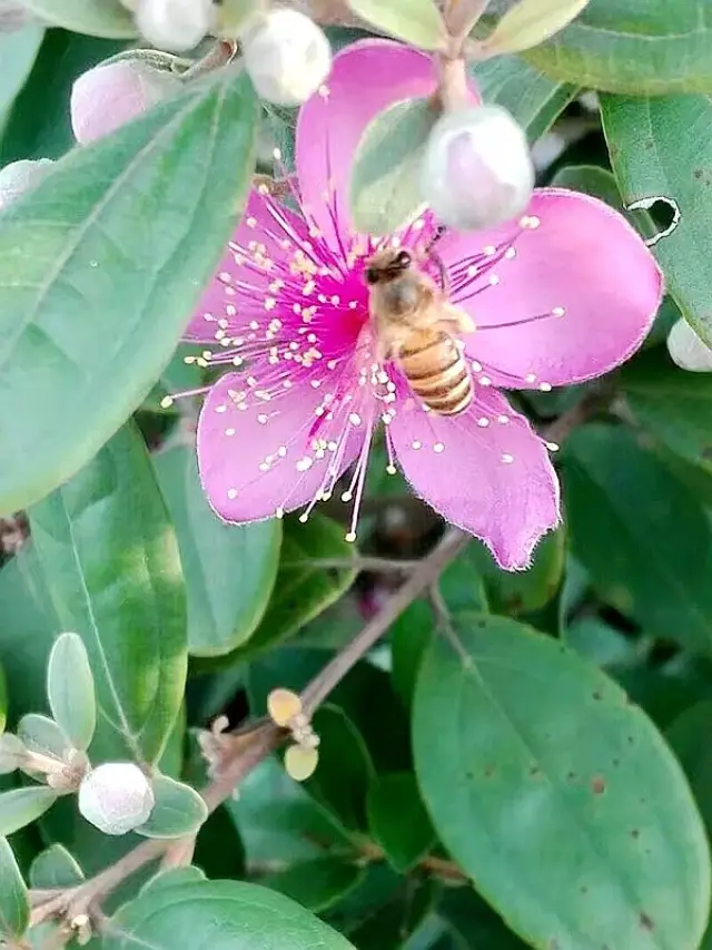 湛江市市花图片