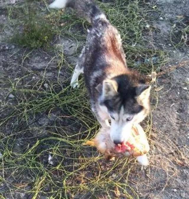 哈士奇咬死600只鸡,主人最终赔偿13000元,气哭了.