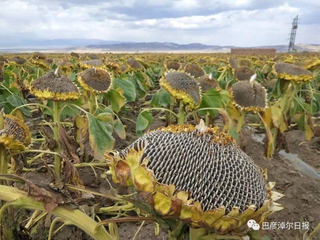 【天赋河套】"中国最好的原味瓜子"炼成记