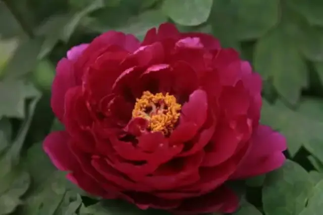 观赏牡丹,状元红的美丽传说