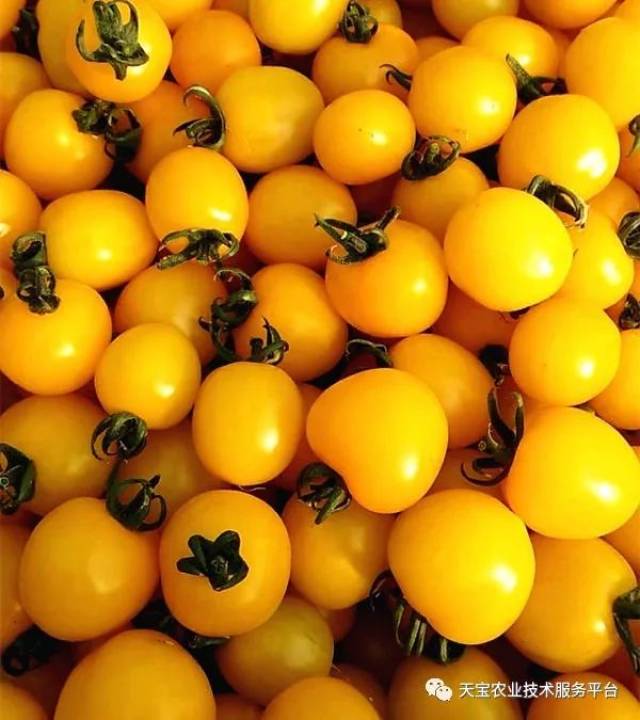 天宝最美果园走进台州:在淡泊农业园,学习无土栽培,原来这么简单!