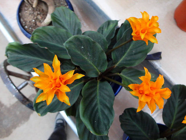 金花竹芋这样种,爆盆很简单,好看又漂亮,极具观赏性!