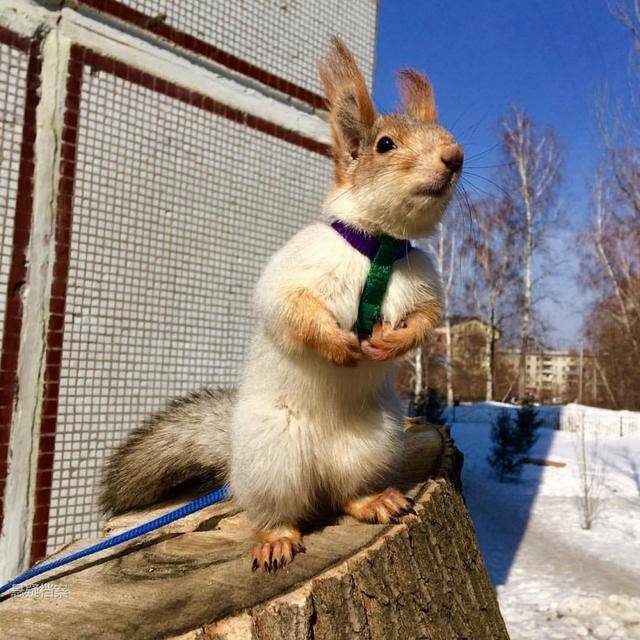 俄罗斯女子意外拣到一松鼠,养家里当宠物像小狗一样听话