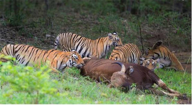 老虎悄悄尾随一头野牛,准备上前偷袭时,却掉头就跑