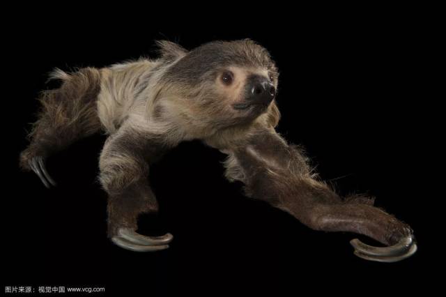 消失的巨兽:传奇的美洲地懒