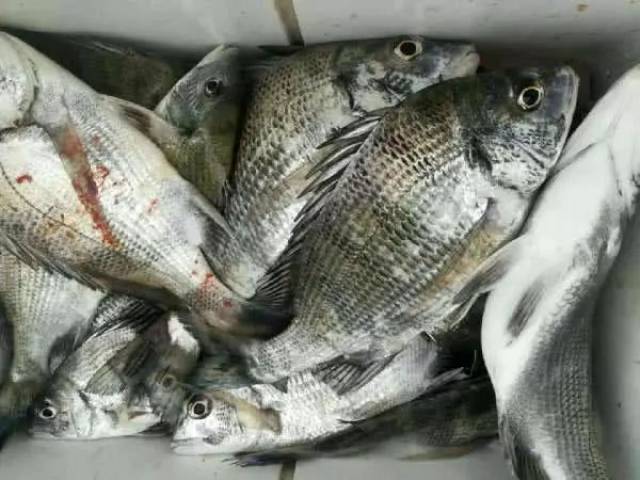 这鱼广东土话叫它"牛屎",因周身发黑而得名,学名:黑鲷,为雕科鱼种中的