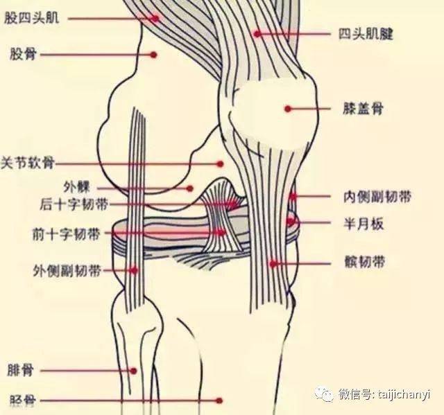 大腿股骨下端关节面与小腿胫骨上端关节面之间,由数条结构复杂的韧带