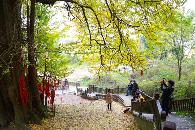 黔南长顺4700余年的中华银杏王黄金甲披身美艳正当时