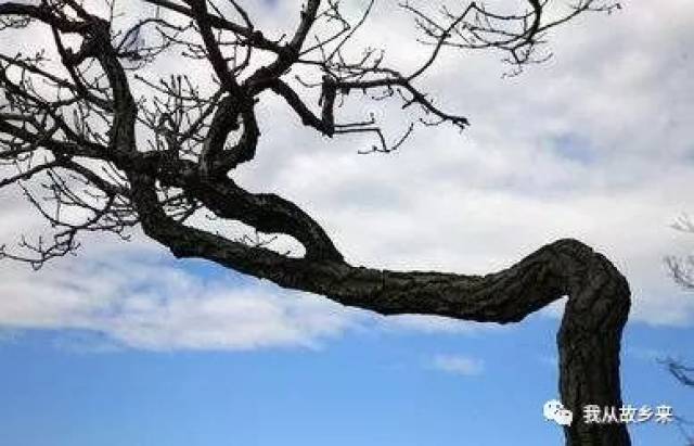 一棵歪脖子树_张三