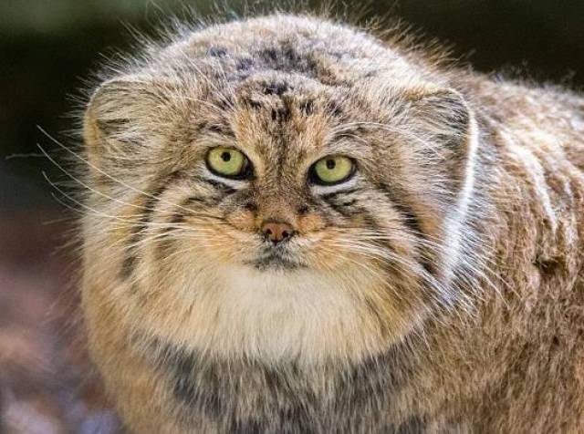 不是兔子也不是猴狲,这种看上去又肥又胖的猫科动物为何叫兔狲?