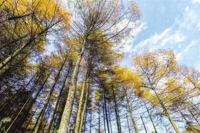 近日,龙山县大安乡万宝山林场,满山的落叶松,被秋色染成遍地金黄.