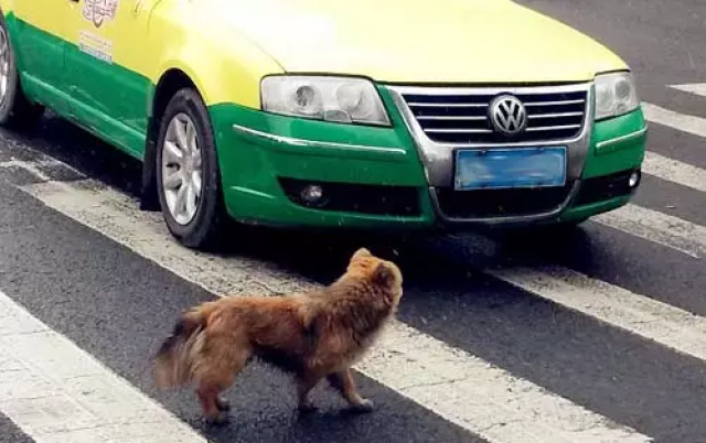 开车闯红灯撞死正在过马路的小狗有责任吗