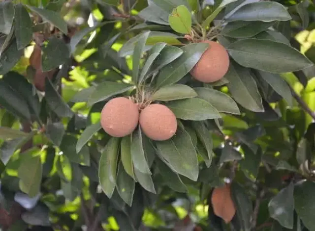 人心果是一种山榄科的热带水果,因为人心果的果实长得