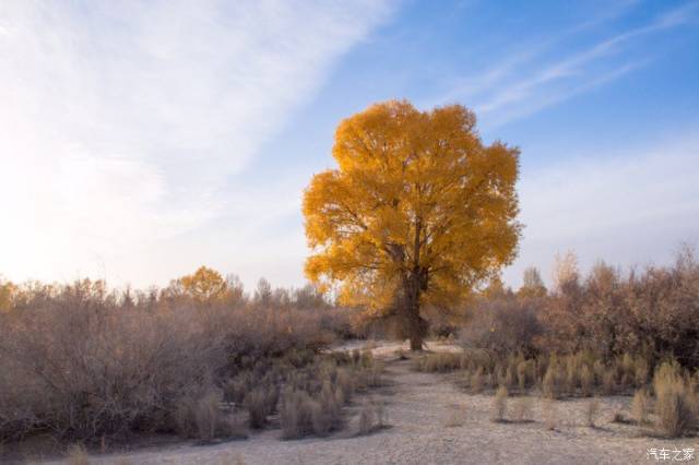 荒漠中的一棵胡杨