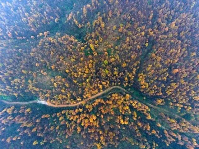 近日,龙山县大安乡万宝山林场,满山的落叶松,被秋色染成遍地金黄.