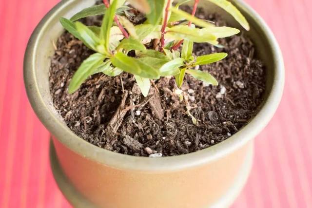 盆栽白色小蟲 室内盆栽的土面上有一些白色的小虫子 要怎么才能彻底清除 简明教程