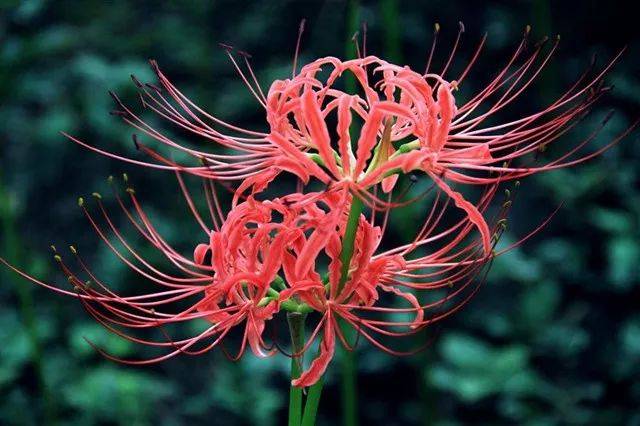 九死还魂草彼岸花真的有小说中那么神奇吗