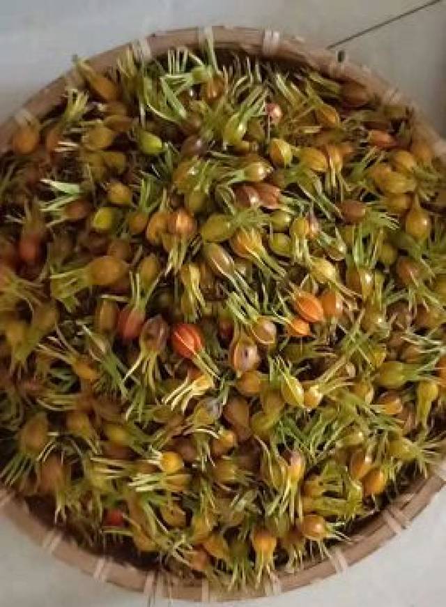 桑植山上的这些野果,看看你吃过几种?