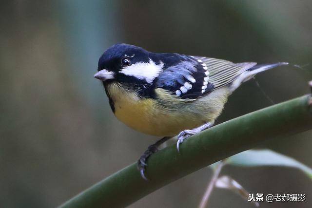 比麻雀还小但比麻雀漂亮的黑黄白搭配的小鸟