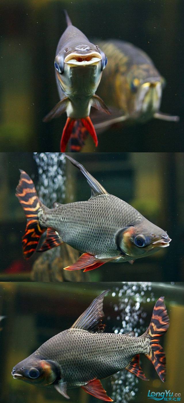 金頭過背金龍魚 正宗泰國虎 皇冠黑白魟魚 紅元寶,飛鳳和諧混養一家親