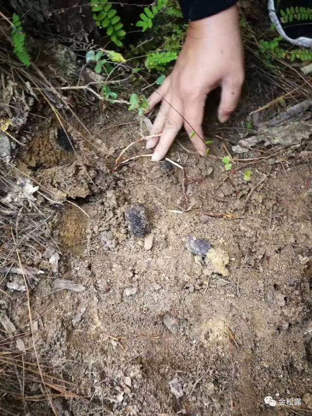立冬,闻香采松露——第六届中国国际松露节系列活动大幕开启
