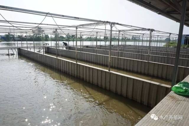 重庆水产养殖全流程指南:从鱼苗繁育到成鱼批发的实战要点
