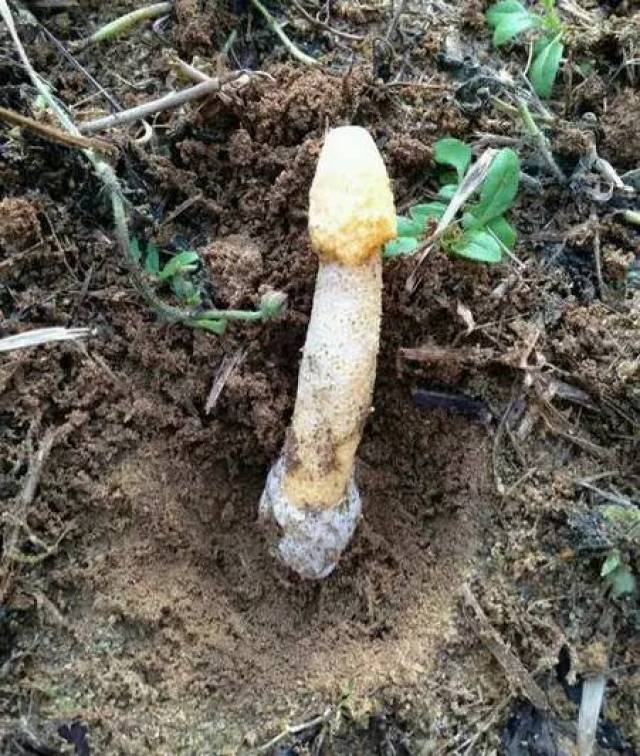高海拔水很深全是金黄的无鳞大鲤鱼