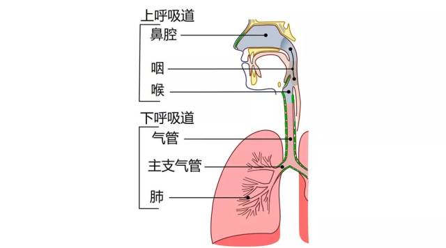 支气管和肺泡