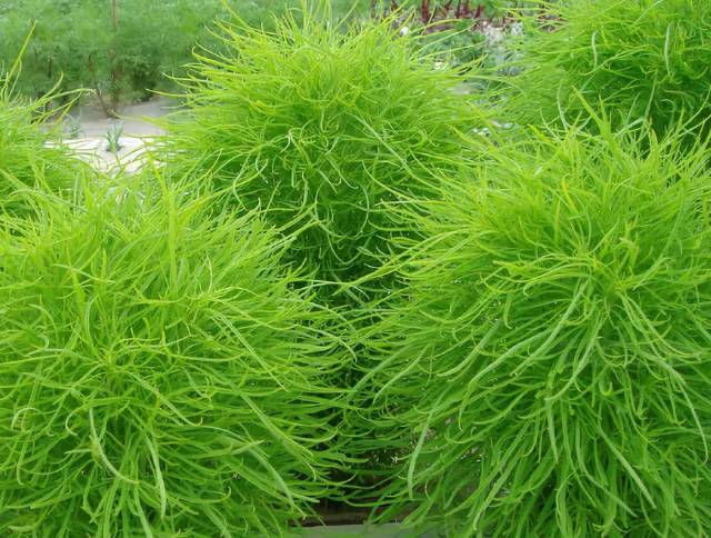 中药知识必学:地肤子