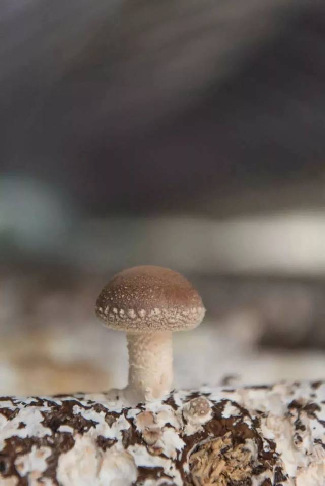 除了牛腿南瓜的其他品种南瓜 洞藏糟辣椒!您尝一口就是仙辣!